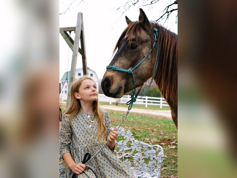 Quarter Pony Castrone 6 Anni 119 cm Pelle di daino in New Haven