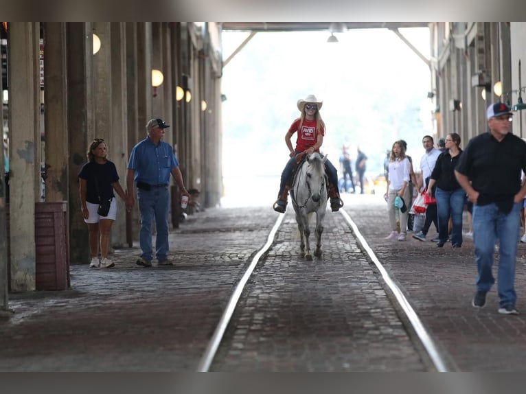 Quarter Pony Castrone 6 Anni 122 cm Grigio in Pilot Point, TX