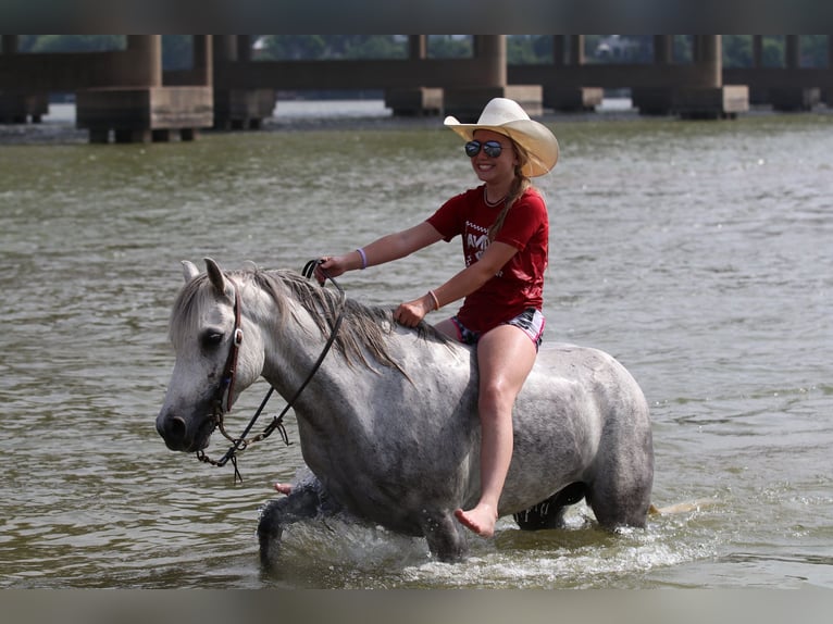 Quarter Pony Castrone 6 Anni 122 cm Grigio in Pilot Point