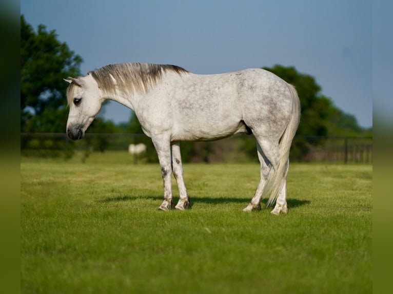 Quarter Pony Castrone 6 Anni 122 cm Grigio in Pilot Point