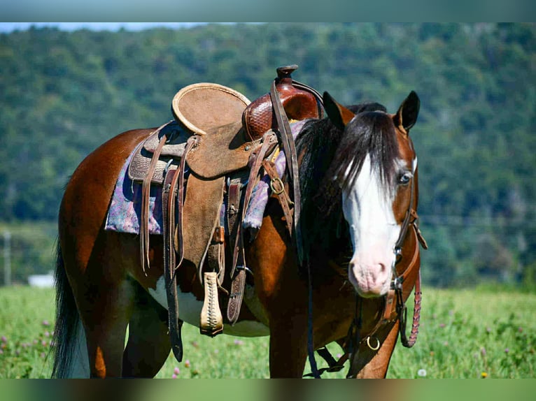 Quarter Pony Castrone 6 Anni 130 cm Pezzato in Rebersburg