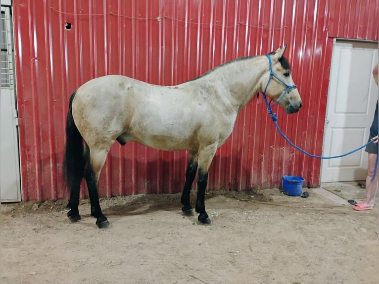 Quarter Pony Castrone 6 Anni 135 cm Pelle di daino in Stephenville, TX