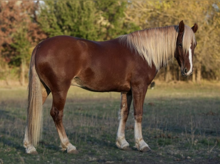 Quarter Pony Castrone 6 Anni 135 cm Sauro ciliegia in Weatherford
