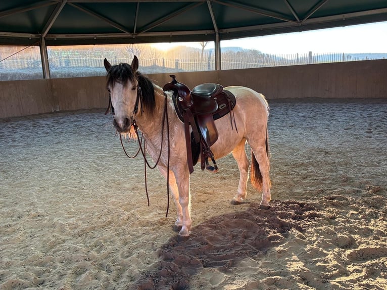 Quarter Pony Castrone 6 Anni 138 cm Pezzato in Bovenden