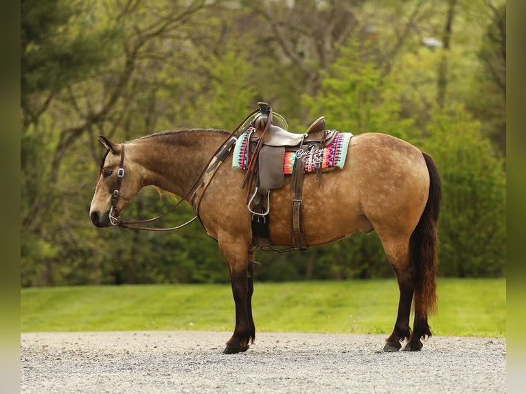 Quarter Pony Castrone 6 Anni 140 cm Pelle di daino in Millersburg