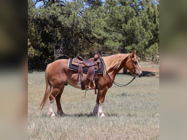 Quarter Pony Mix Castrone 6 Anni 142 cm Sauro ciliegia in Camp Verde, AZ