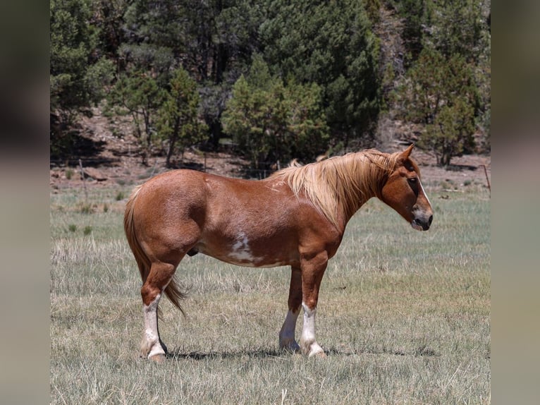 Quarter Pony Mix Castrone 6 Anni 142 cm Sauro ciliegia in Camp Verde, AZ