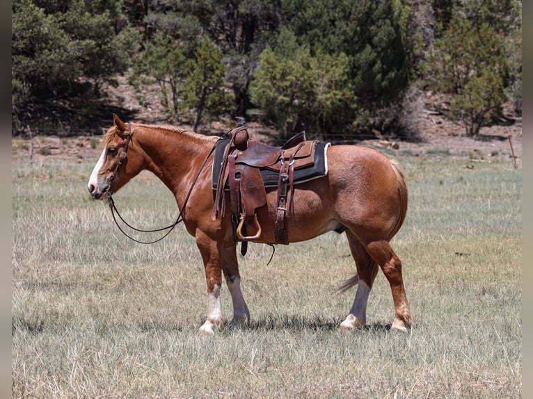 Quarter Pony Mix Castrone 6 Anni 142 cm Sauro ciliegia in Camp Verde, AZ