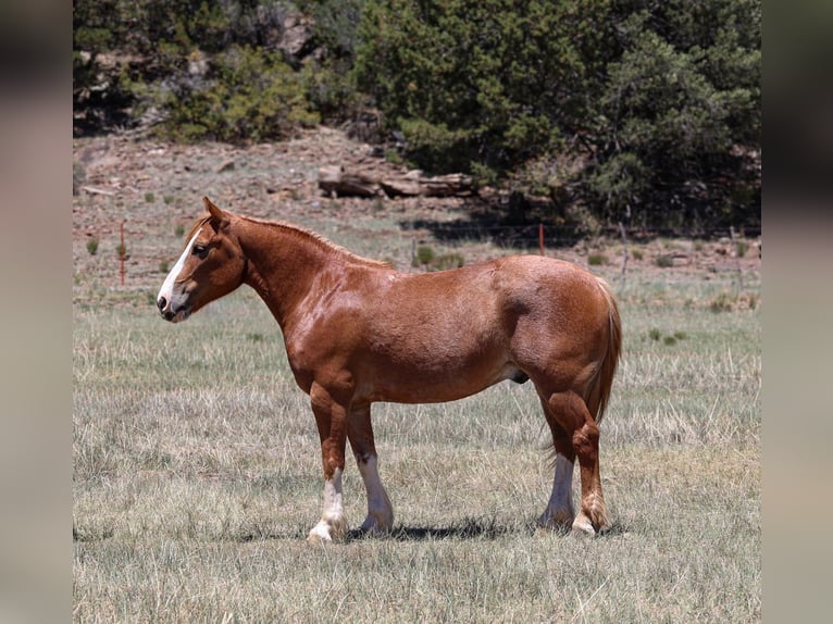 Quarter Pony Mix Castrone 6 Anni 142 cm Sauro ciliegia in Camp Verde, AZ