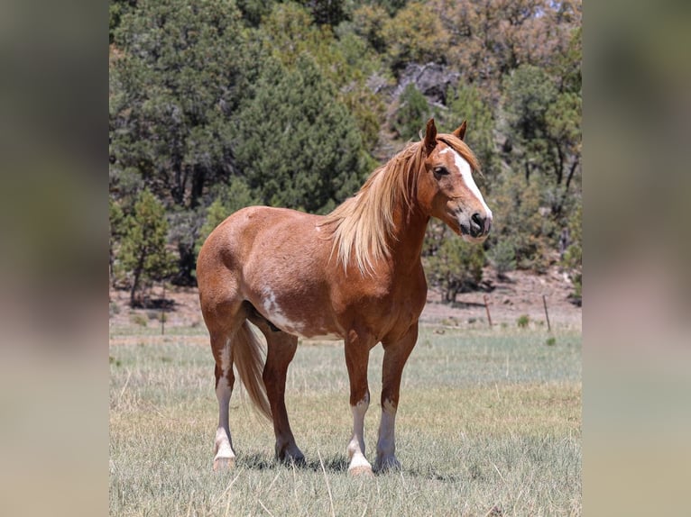 Quarter Pony Mix Castrone 6 Anni 142 cm Sauro ciliegia in Camp Verde, AZ