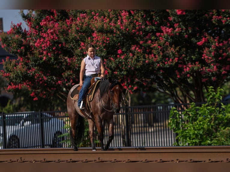 Quarter Pony Castrone 6 Anni 145 cm Baio roano in Joshua, TX