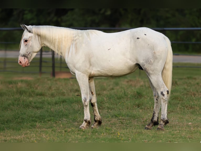 Quarter Pony Castrone 6 Anni 145 cm in Joshua