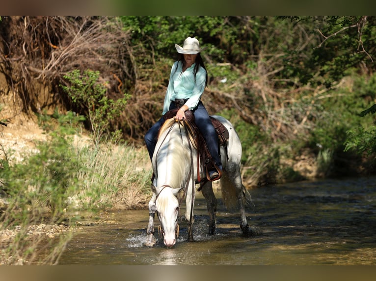 Quarter Pony Castrone 6 Anni 145 cm in Joshua