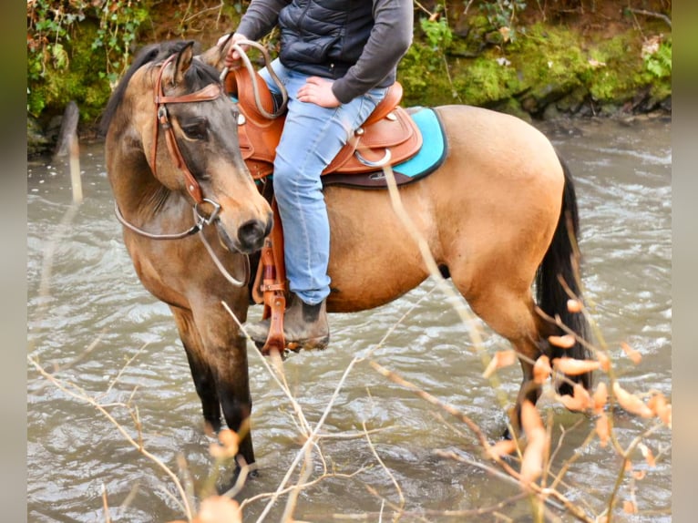 Quarter Pony Castrone 6 Anni 156 cm Pelle di daino in Someren