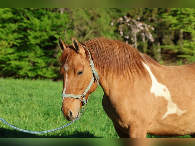 Quarter Pony Castrone 6 Anni Pezzato in Hafling