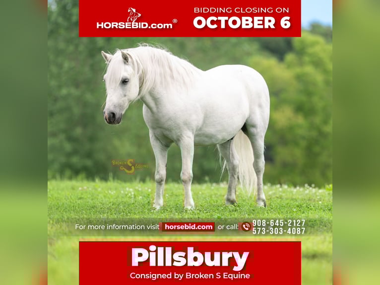 Quarter Pony Mix Castrone 7 Anni 119 cm Grigio in Bogard