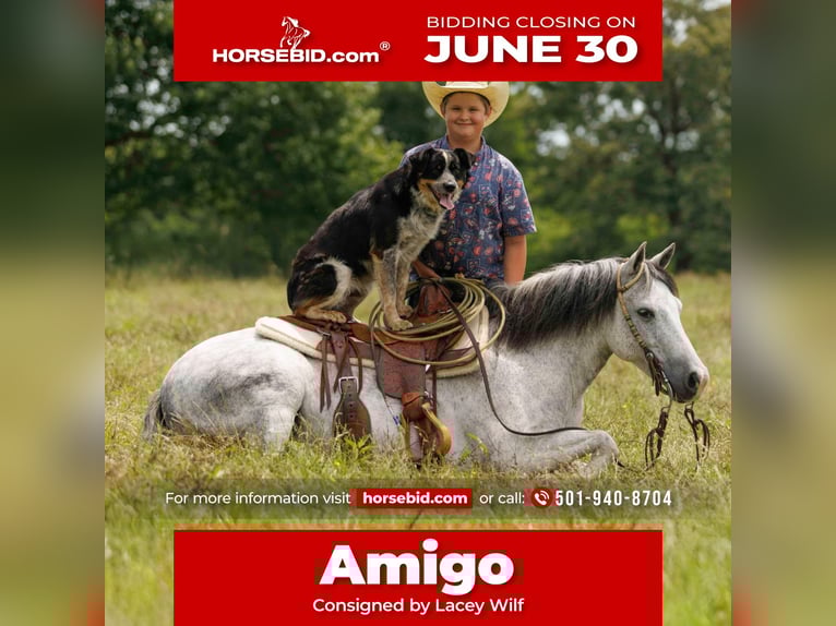 Quarter Pony Castrone 7 Anni 127 cm Grigio in Quitman, AR