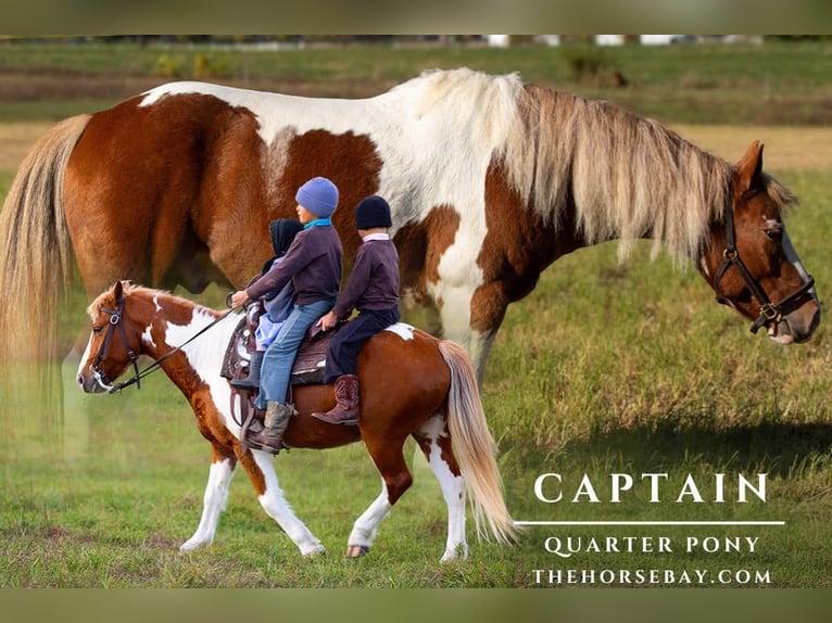 Quarter Pony Castrone 7 Anni 132 cm Tobiano-tutti i colori in Topeka, IN