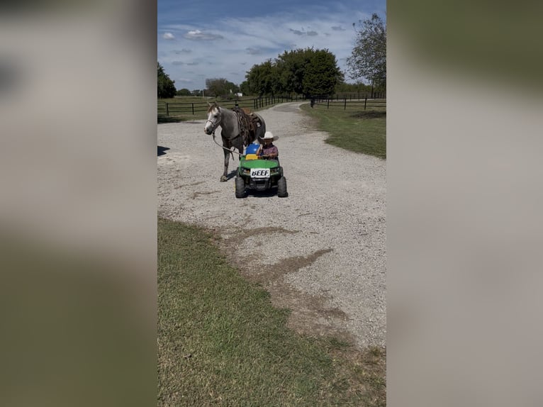 Quarter Pony Castrone 7 Anni 137 cm Grigio in Checotah