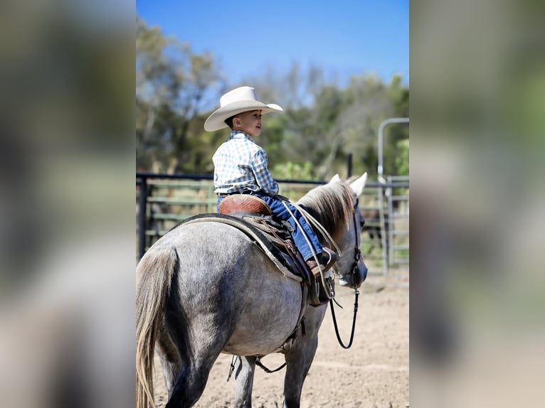 Quarter Pony Castrone 7 Anni 137 cm Grigio in Checotah