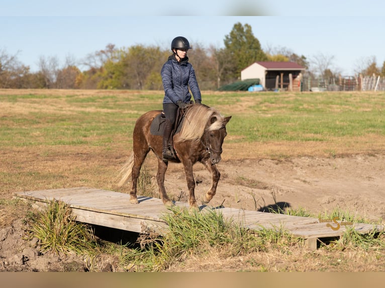 Quarter Pony Castrone 7 Anni 137 cm Palomino in Bogard