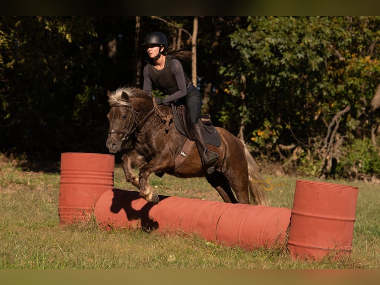 Quarter Pony Castrone 7 Anni 137 cm Palomino in Bogard