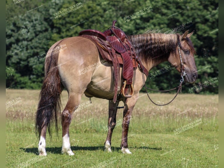 Quarter Pony Castrone 7 Anni 145 cm Grullo in Clarion, PA