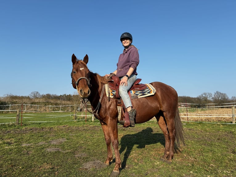 Quarter Pony Castrone 7 Anni 147 cm Sauro in Recke