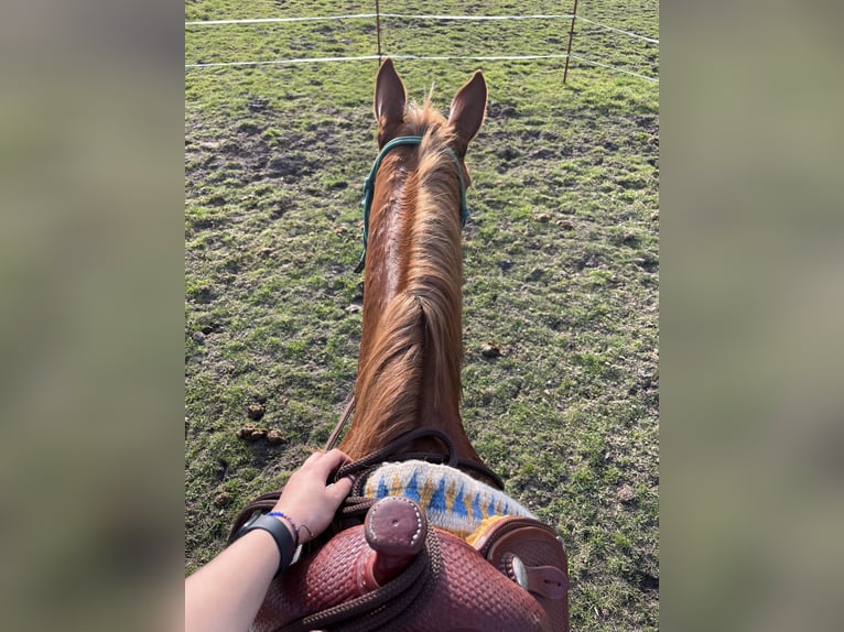 Quarter Pony Castrone 7 Anni 147 cm Sauro in Recke