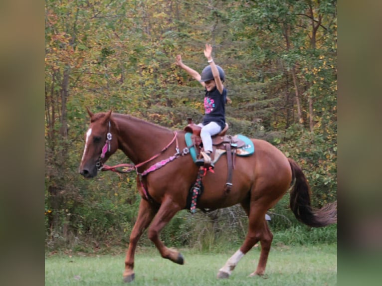 Quarter Pony Castrone 7 Anni 147 cm Sauro scuro in Howell