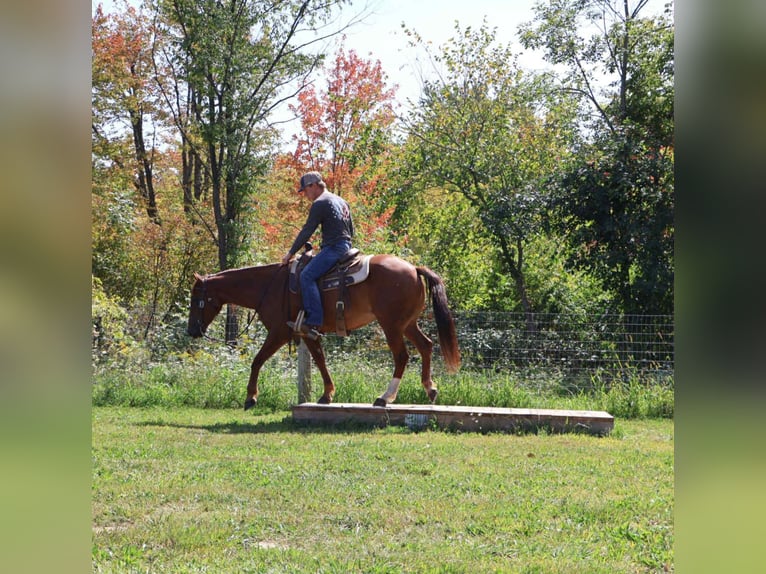 Quarter Pony Castrone 7 Anni 147 cm Sauro scuro in Howell