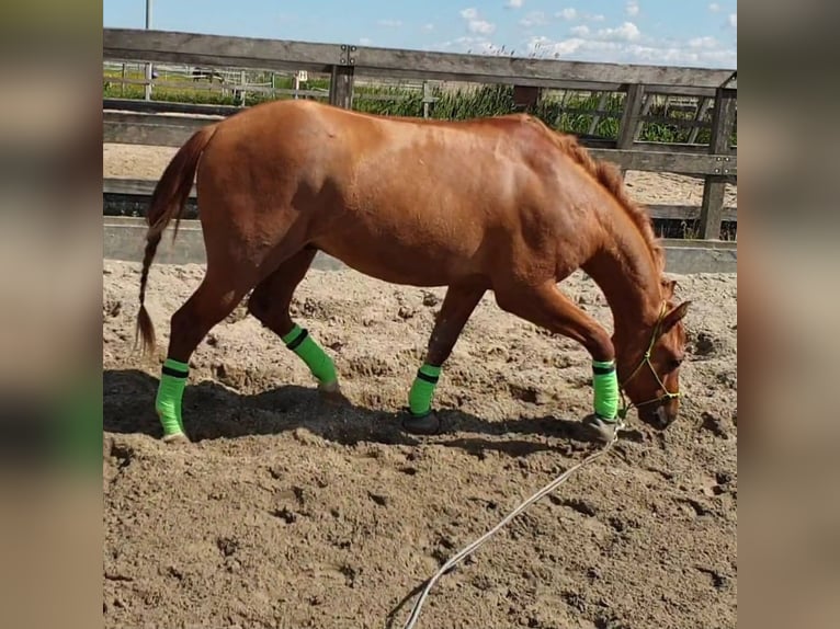 Quarter Pony Castrone 7 Anni 150 cm Red dun in Aalsmeer