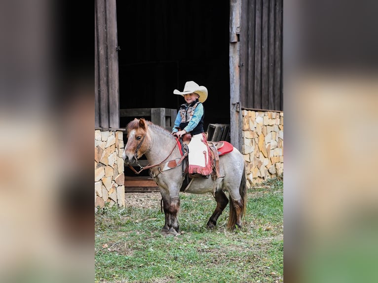 Quarter Pony Castrone 7 Anni 99 cm Roano rosso in Huntland, TN