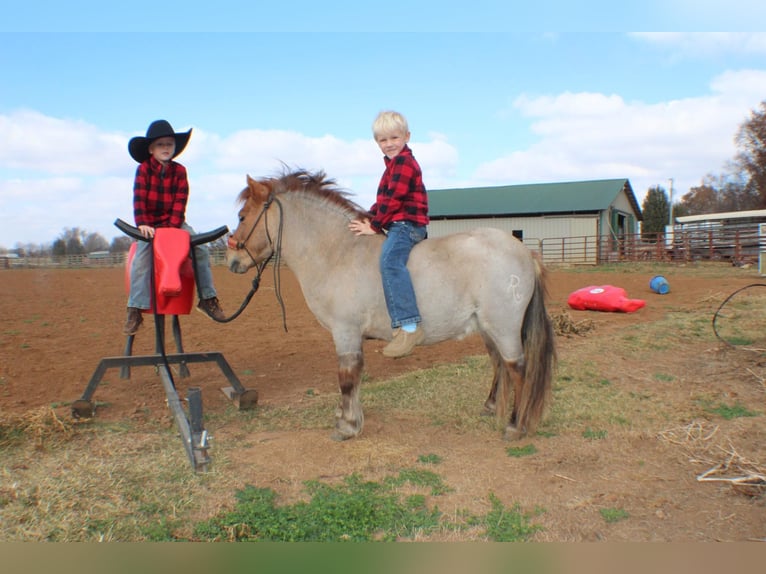 Quarter Pony Castrone 7 Anni 99 cm Roano rosso in Huntland, TN