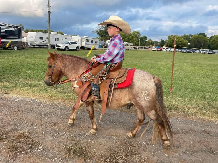 Quarter Pony Castrone 7 Anni 99 cm Roano rosso in Huntland, TN