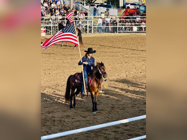 Quarter Pony Castrone 7 Anni Baio ciliegia in Whitewright