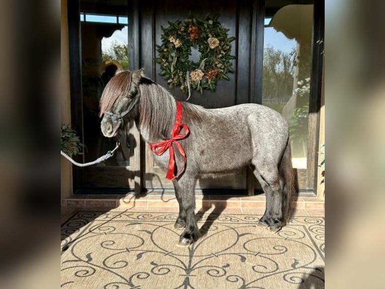 Quarter Pony Castrone 7 Anni in Jefferson