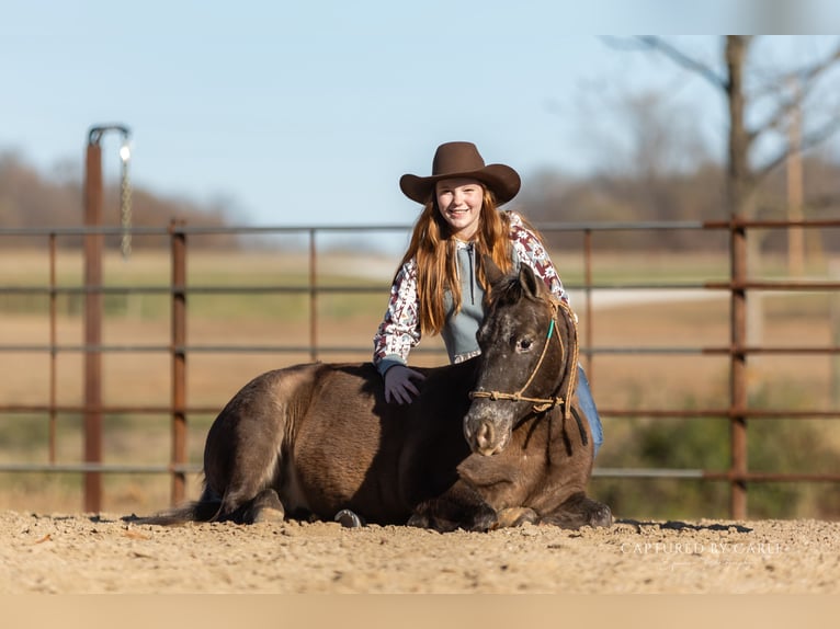 Quarter Pony Castrone 8 Anni 122 cm in Lewistown