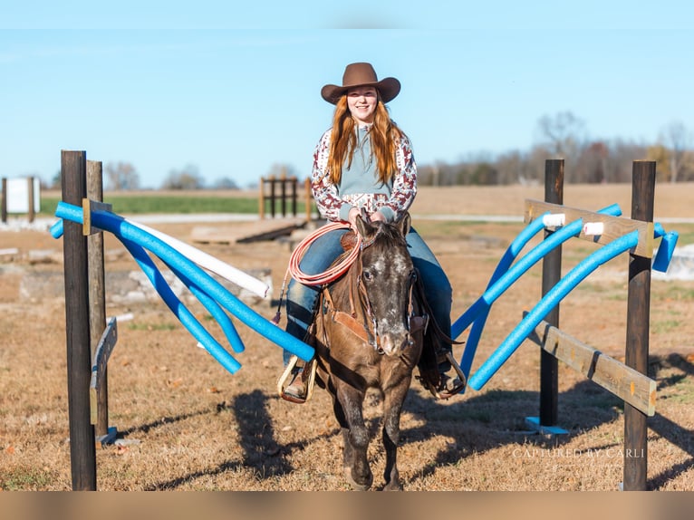 Quarter Pony Castrone 8 Anni 122 cm in Lewistown