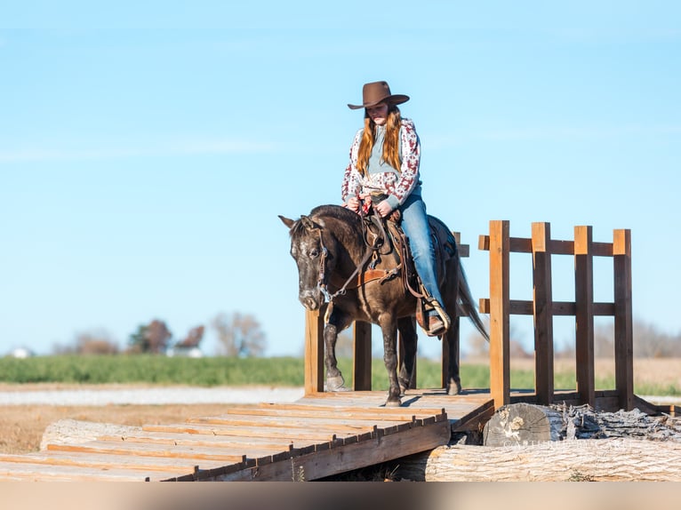 Quarter Pony Castrone 8 Anni 122 cm in Lewistown