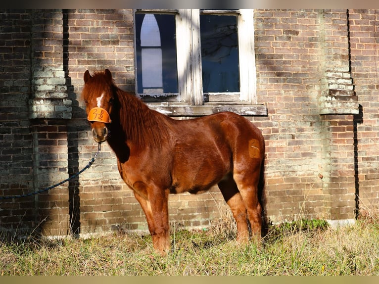 Quarter Pony Castrone 8 Anni 122 cm Sauro ciliegia in Culleoka