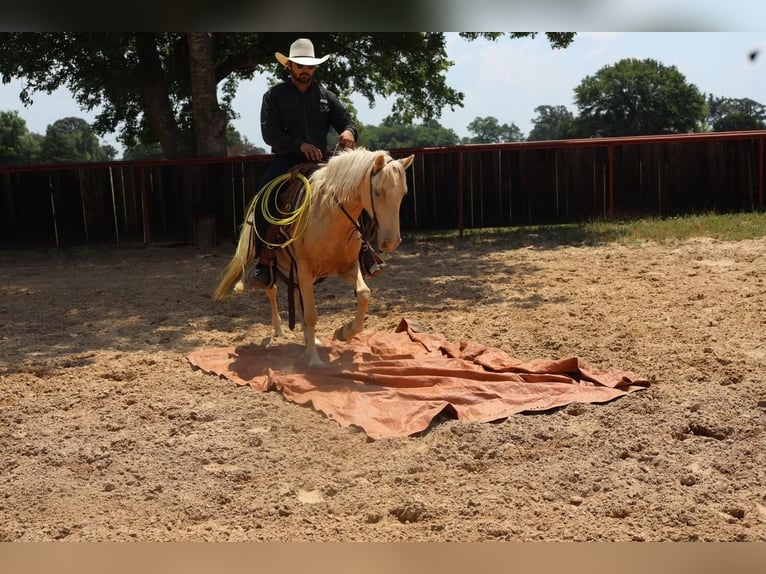 Quarter Pony Castrone 8 Anni 130 cm Palomino in Grand Saline, TX