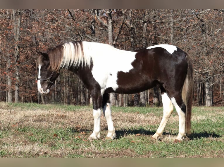 Quarter Pony Castrone 8 Anni 130 cm Pezzato in Mount Vernon