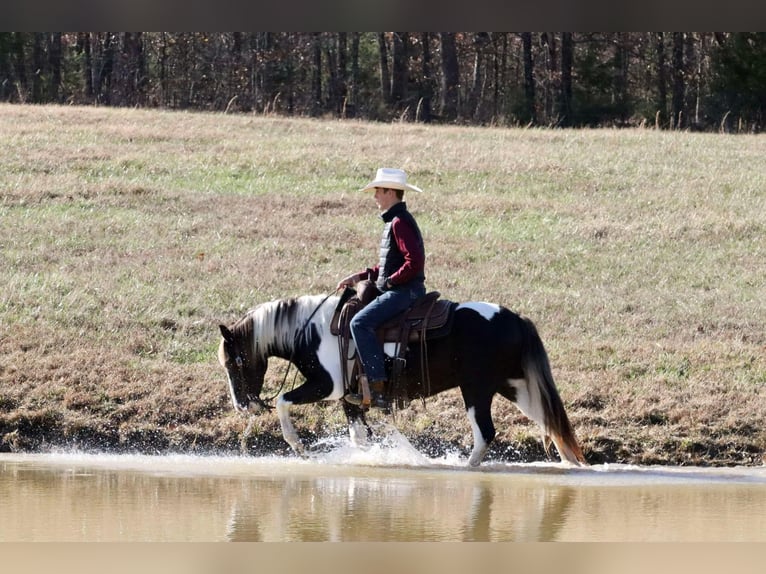 Quarter Pony Castrone 8 Anni 130 cm Pezzato in Mount Vernon