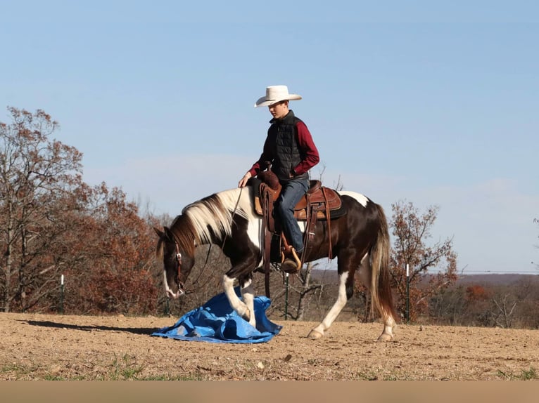 Quarter Pony Castrone 8 Anni 130 cm Pezzato in Mount Vernon