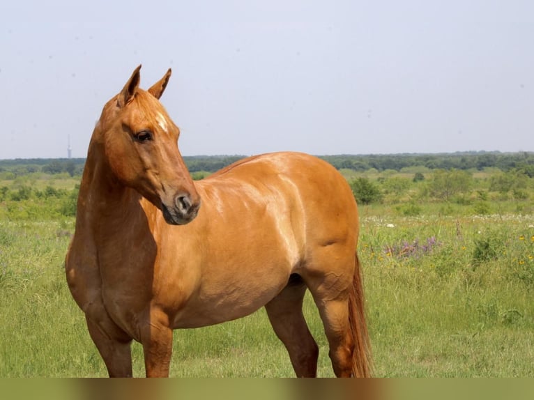 Quarter Pony Castrone 8 Anni 132 cm Falbo in Van, TX