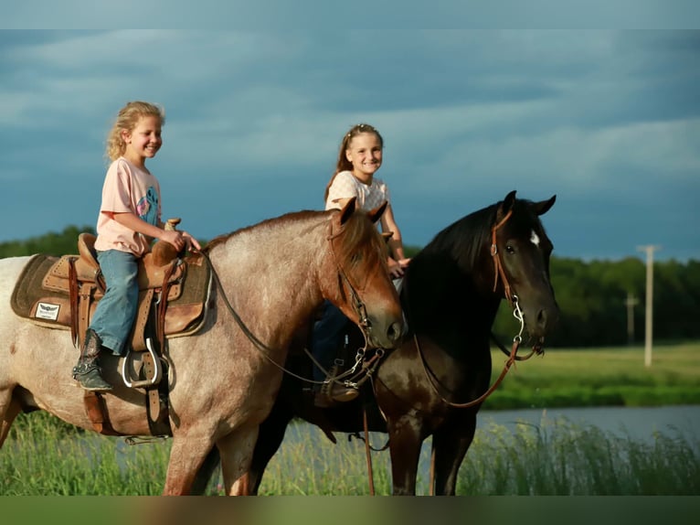 Quarter Pony Castrone 8 Anni 132 cm Morello in Mount Vernon