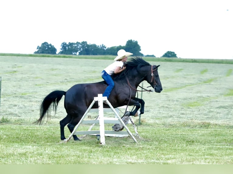 Quarter Pony Castrone 8 Anni 132 cm Morello in Mount Vernon