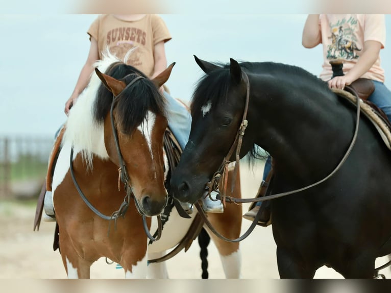 Quarter Pony Castrone 8 Anni 132 cm Morello in Mount Vernon