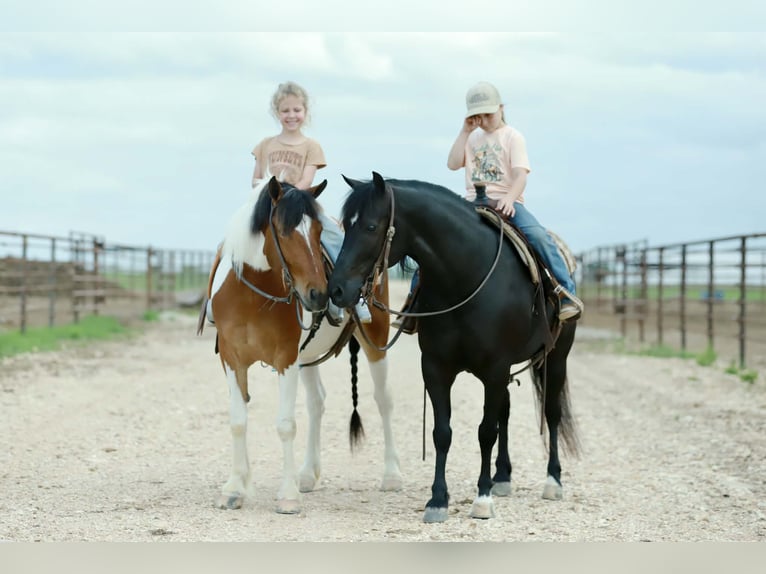 Quarter Pony Castrone 8 Anni 132 cm Morello in Mount Vernon